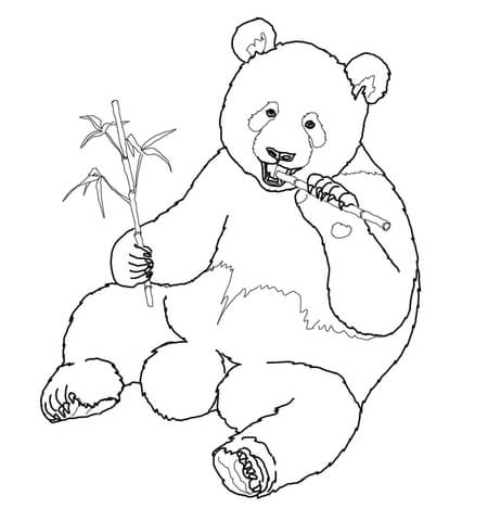 Giant Panda Eats Bamboo Coloring Page